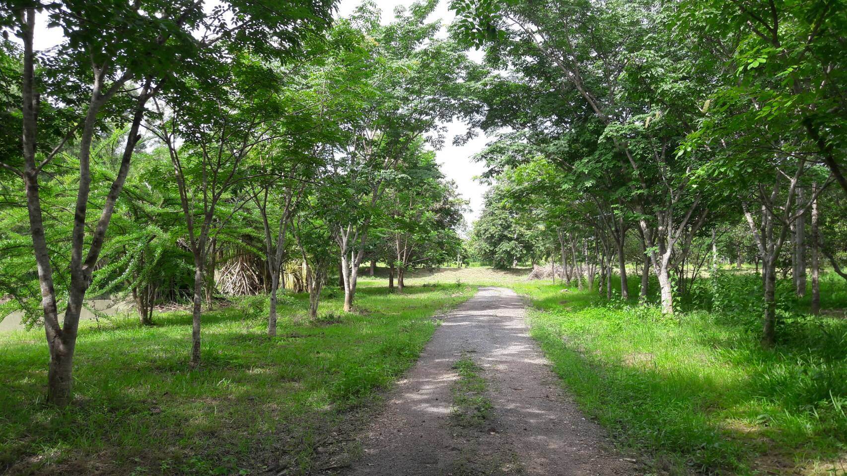 ที่ดินแปลงใหญ่ตรงข้ามโรงพยาบาลสันทราย